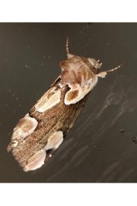 <i>Thyatira batis</i>