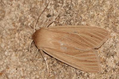 <i>Mythimna pallens</i>