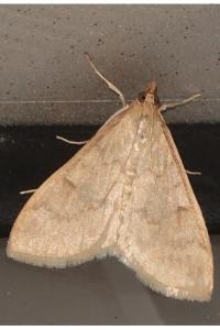 <i>Ostrinia nubilalis</i>