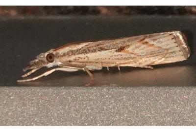 <i>Agriphila geniculea</i>
