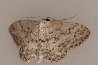 <i>Idaea seriata</i>