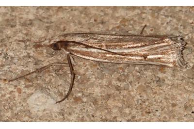 <i>Ancylolomia tentaculella</i>