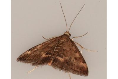 <i>Pyrausta despicata</i>