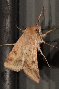<i>Helicoverpa armigera</i>
