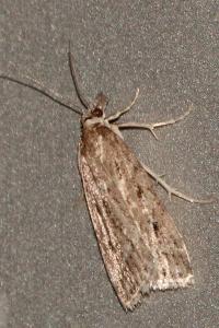 <i>Eudonia pallida</i>