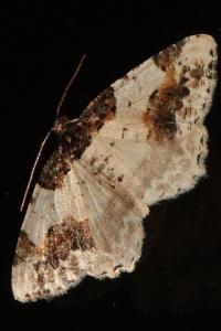 <i>Ligdia adustata</i>
