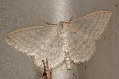 <i>Idaea subsericeata</i>
