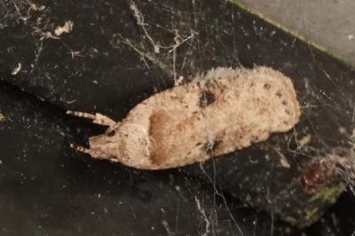 <i>Agonopterix propinquella</i>
