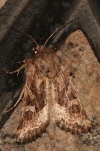 <i>Luperina dumerilii</i>