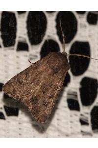 <i>Luperina testacea</i>