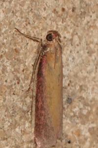 <i>Oncocera semirubella</i>