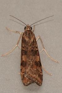 <i>Nomophila noctuella</i>