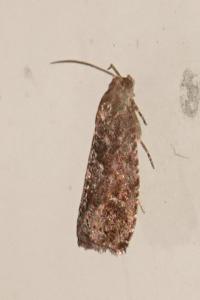 <i>Grapholita</i>