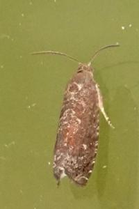 <i>Grapholita</i>