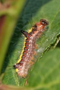 <i>Acronicta psi</i>