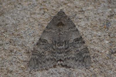 <i>Catocala nupta</i>