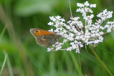 <i>Coenonympha pamphilus</i>