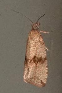 <i>Celypha striana</i>