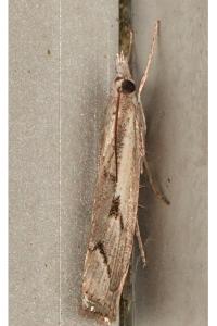 <i>Agriphila geniculea</i>