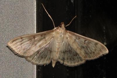 <i>Patania ruralis</i>