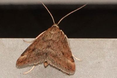 <i>Pyrausta despicata</i>