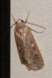 <i>Spodoptera exigua</i>
