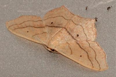 <i>Scopula imitaria</i>