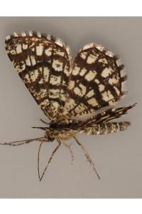 <i>Chiasmia clathrata</i>