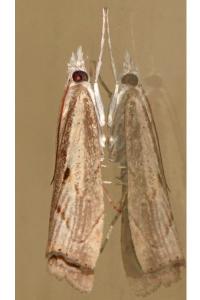 <i>Agriphila geniculea</i>