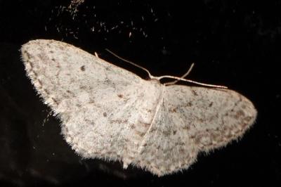<i>Idaea seriata</i>