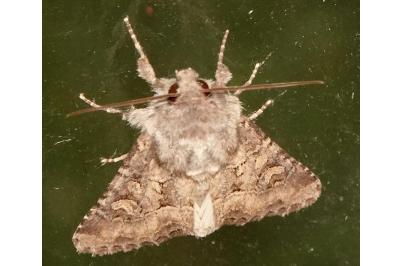 <i>Luperina testacea</i>