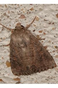 <i>Luperina testacea</i>