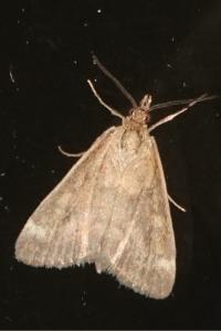 <i>Pyrausta despicata</i>