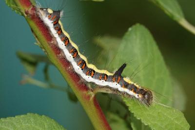 <i>Acronicta psi</i>