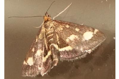 <i>Pyrausta purpuralis</i>