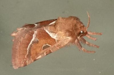 <i>Triodia sylvina</i>