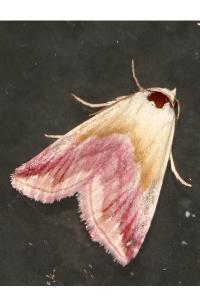 <i>Eublemma purpurina</i>