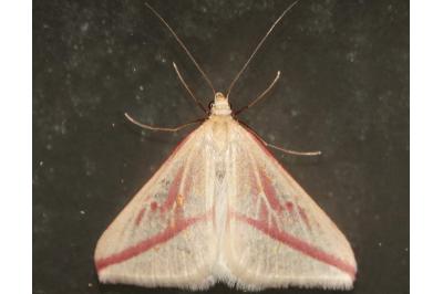 <i>Rhodometra sacraria</i>