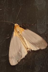 <i>Lithosia quadra</i>