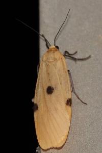 <i>Lithosia quadra</i>