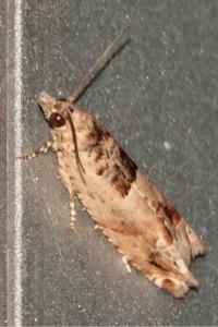 <i>Crocidosema plebejana</i>