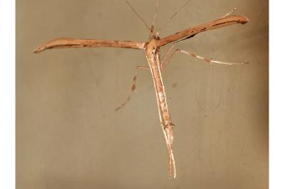 <i>Emmelina monodactyla</i>