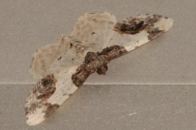 <i>Ligdia adustata</i>