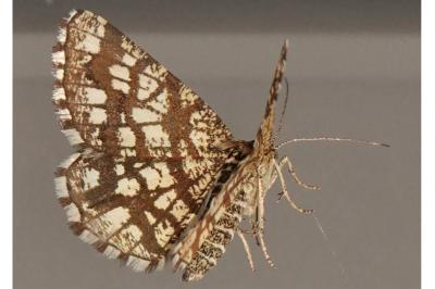 <i>Chiasmia clathrata</i>
