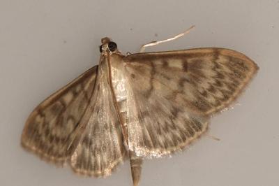 <i>Patania ruralis</i>