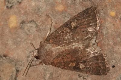 <i>Xestia xanthographa</i>