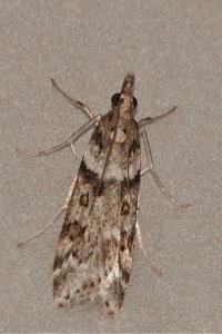 <i>Eudonia angustea</i>