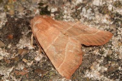 <i>Atethmia centrago</i>