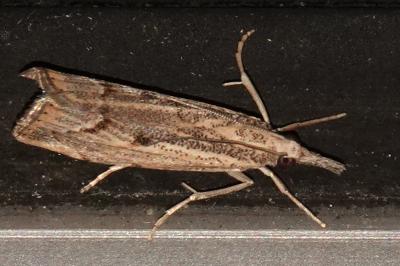 <i>Agriphila geniculea</i>