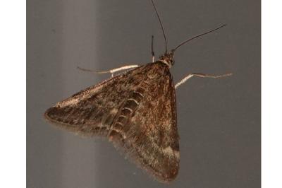 <i>Pyrausta despicata</i>